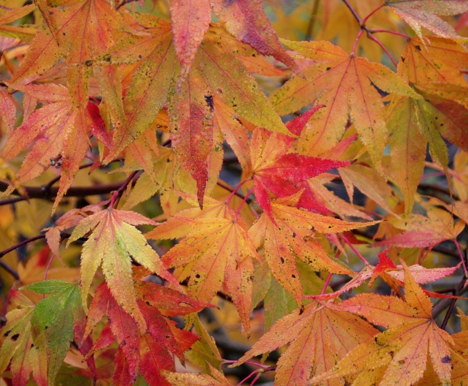 Acer palmatum 'Momiji-nishiki'