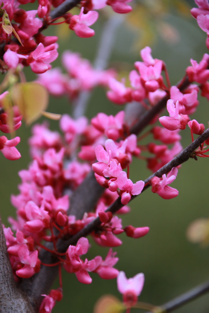 Northern Lites Redbud