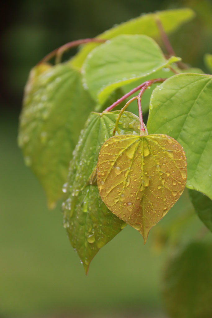 Cercis canadensis 'WFHnoli'