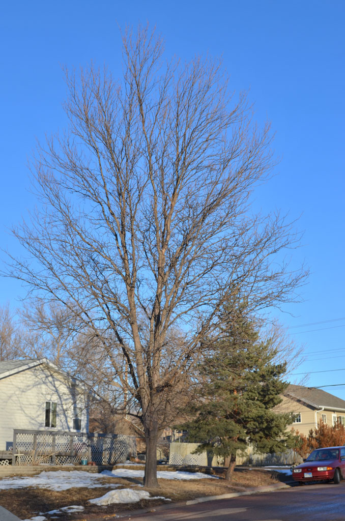 Gleditsia triacanthos 'JFS GMorgenson1'