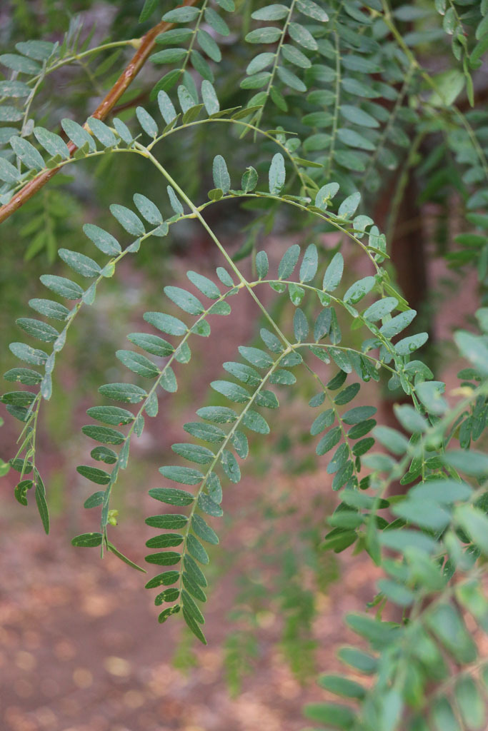 Gleditsia triacanthos 'JFS GMorgenson1'