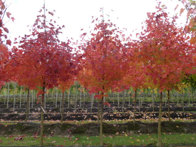 Norwegian Sunset® Maple (Acer truncatum x A. platanoides 'Keithsform' )