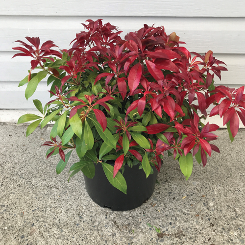 Pieris japonica 'Piesid2' PP34660 CPBRAF