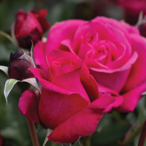 Eau De Parfum™ Bling Rose