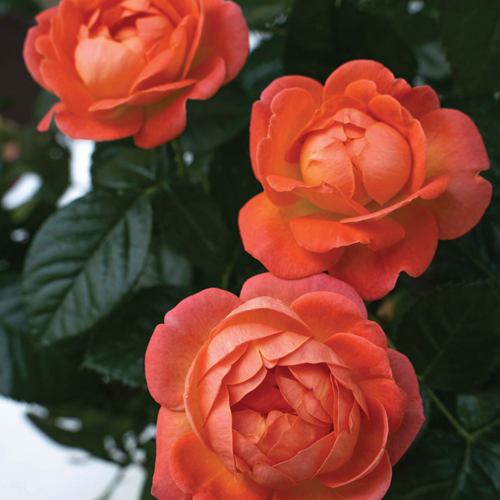 Orange Glow™ Knock Out® Rose