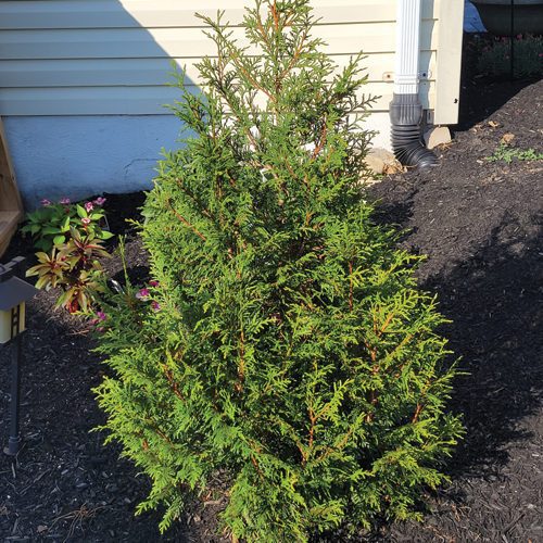 Leprechaun Arborvitae