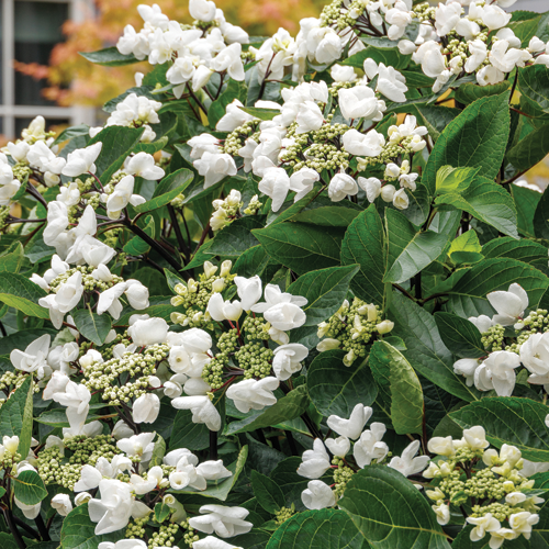 Seaside Serenade® Glacier Bay Hydrangea