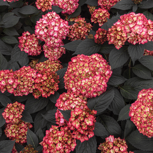 Eclipse® Hydrangea
