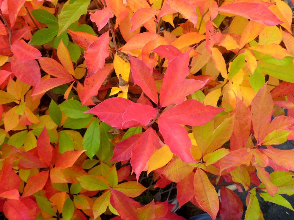 Nyssa sylvatica (Black Tupelo, Black Gum or Sour Gum)