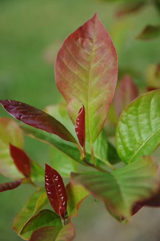 Nyssa sylvatica 'Wildfire'