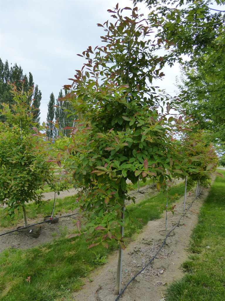 Nyssa sylvatica 'Wildfire'