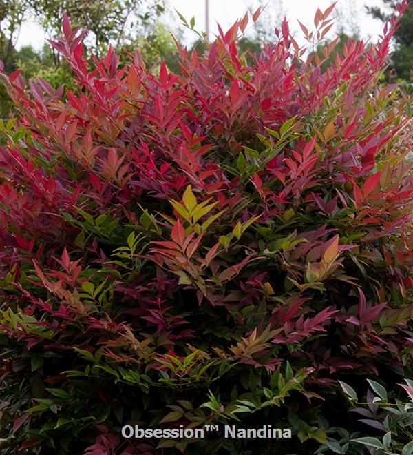 Obsession™ Nandina | Sunset Western Garden Collection