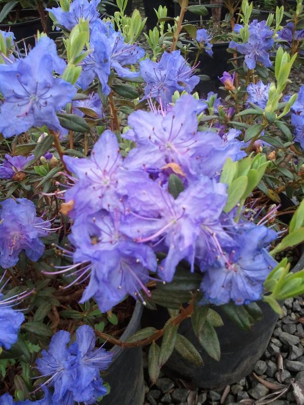 Rhododendron Oceanlake