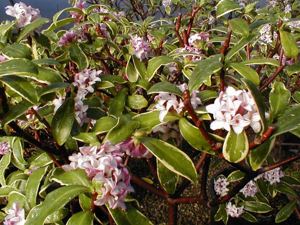 Daphne odora marginata, Winter Daphne Fragrant
