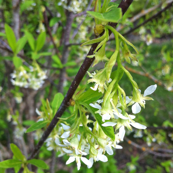 Oemleria cerasiformis