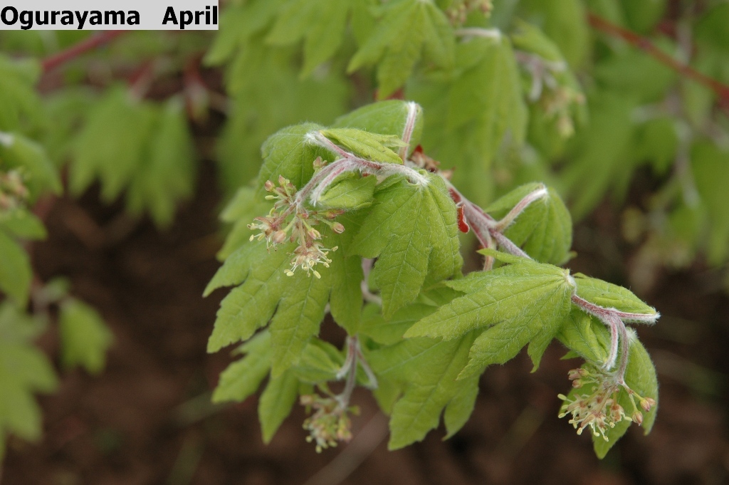 Acer japonicum 'Ogurayama'