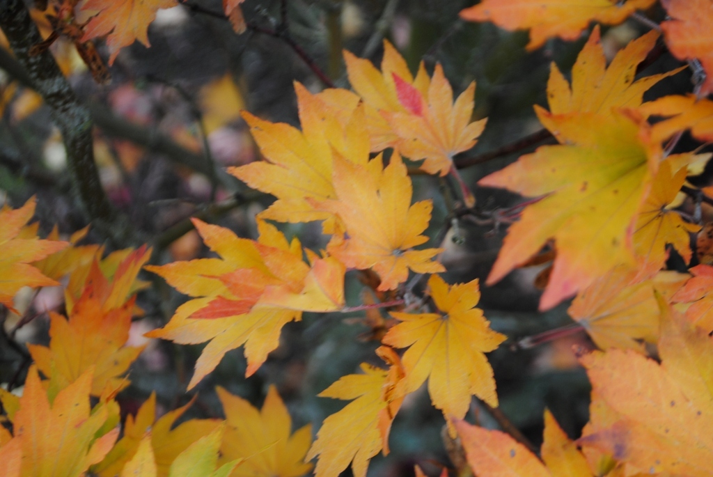 Acer japonicum 'Ogurayama'