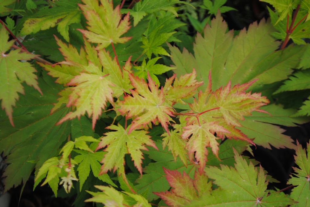 Acer japonicum 'O-isami'