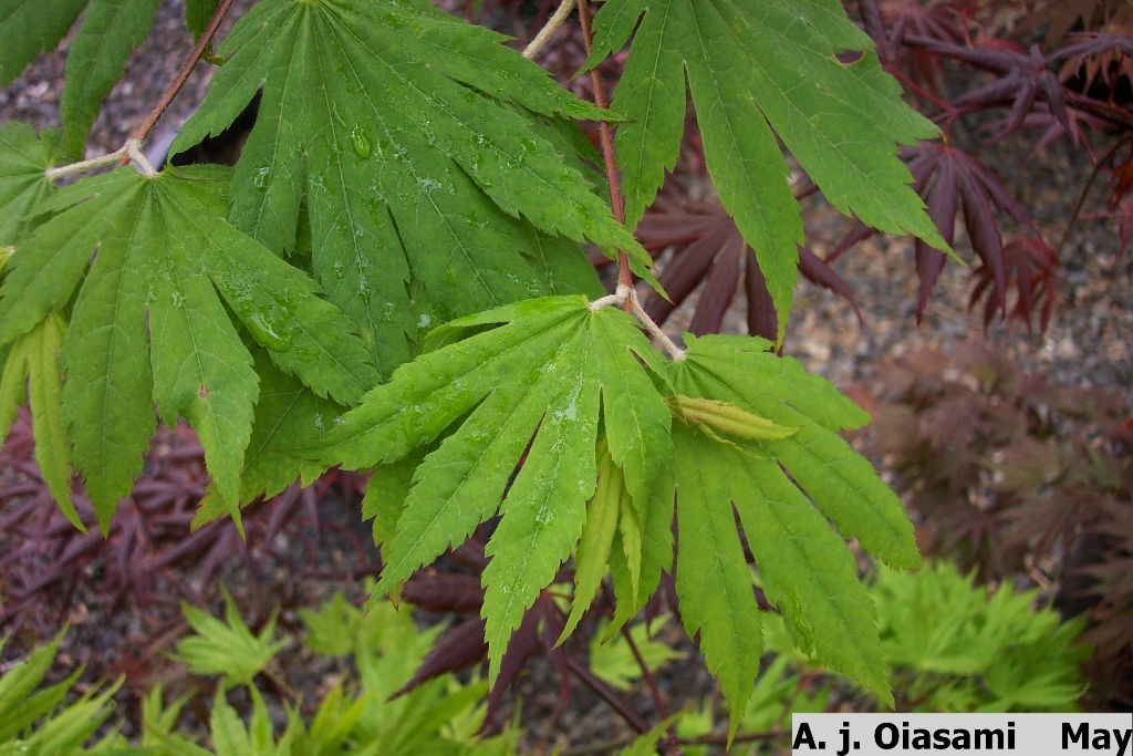Acer japonicum 'O-isami'