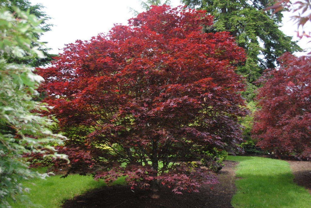 Acer palmatum 'O-kagami'