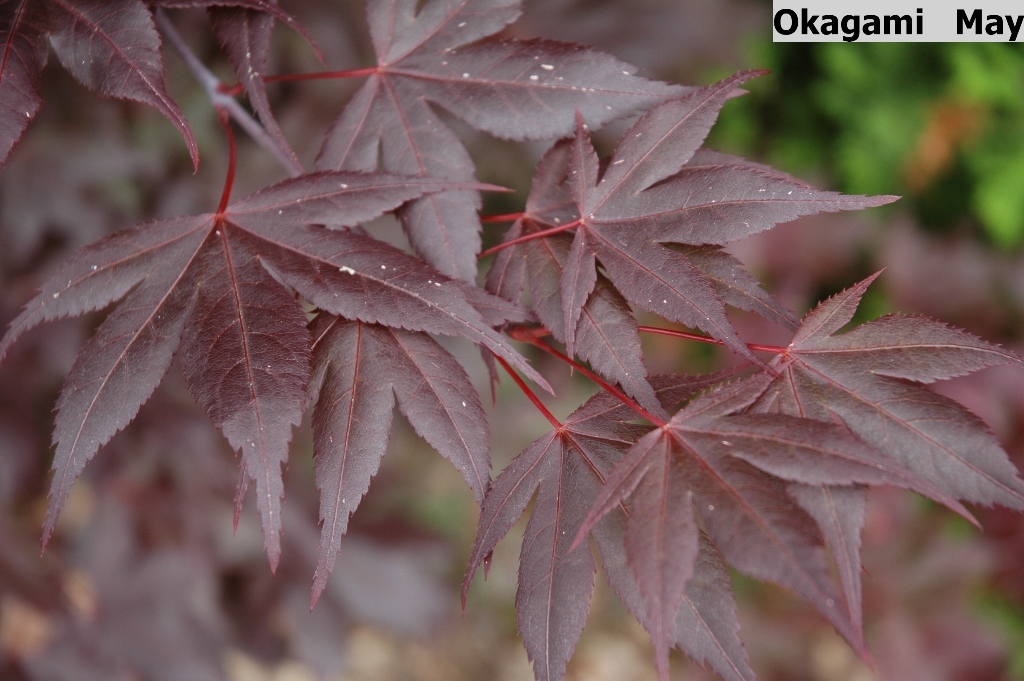 Acer palmatum 'O-kagami'
