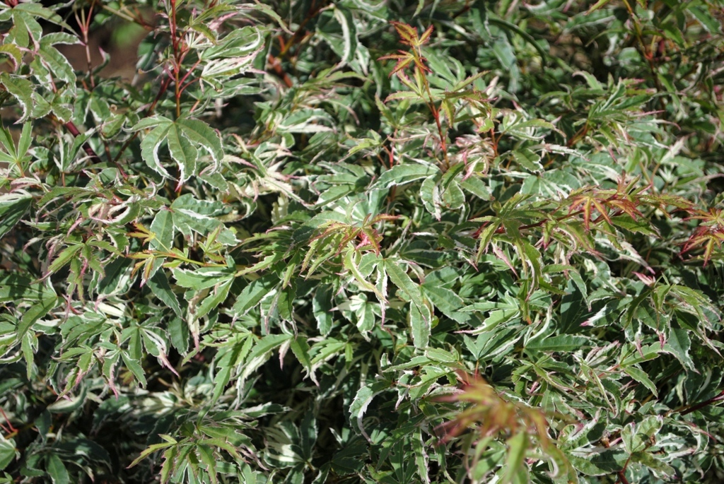 Acer palmatum 'Okukuji-nishiki'