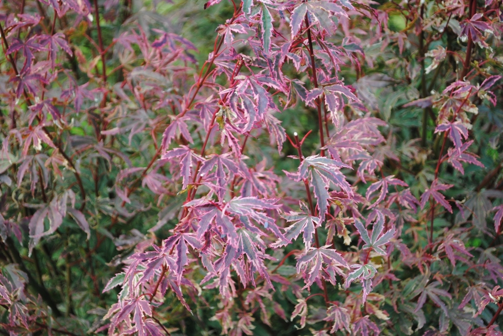 Okukuji-nishiki Japanese Maple