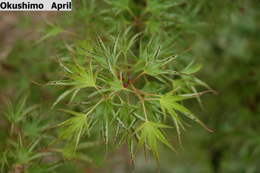 Acer palmatum 'Okushimo'