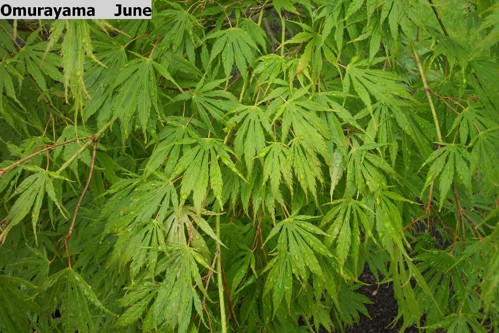 Acer palmatum 'Omurayama'