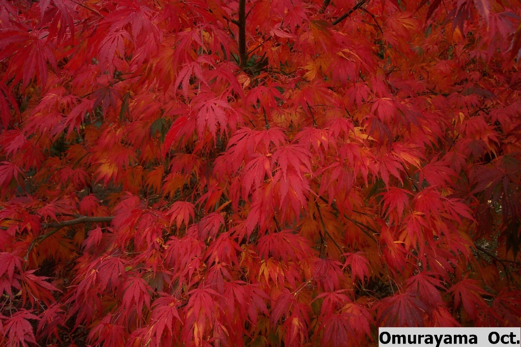 Acer palmatum 'Omurayama'