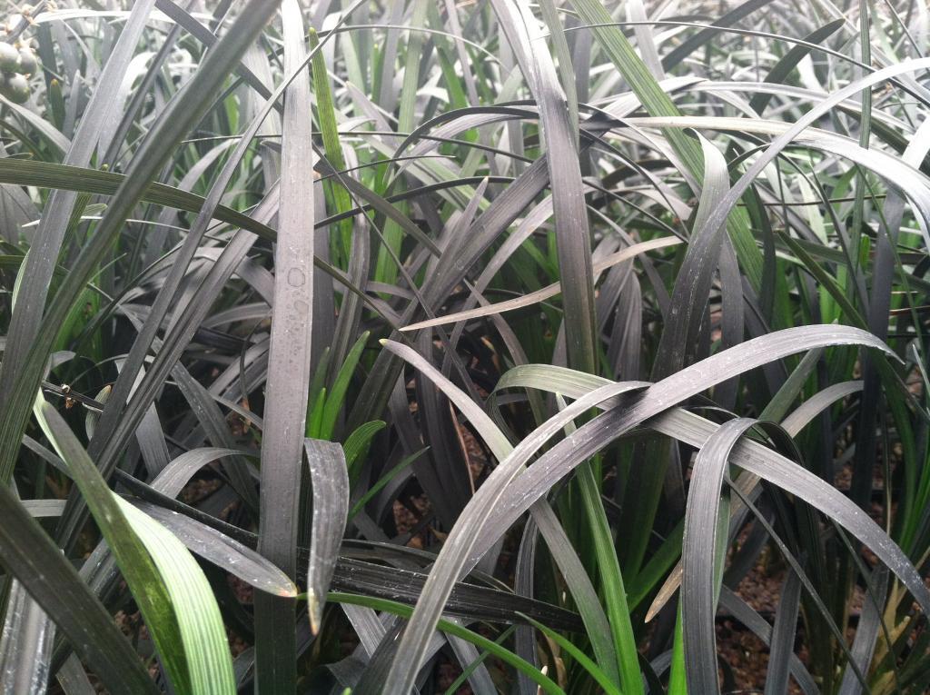 Ophiopogon planiscapus 'Nigrescens'