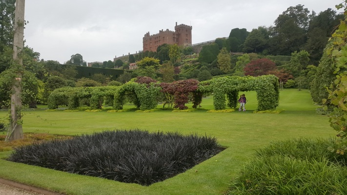 Black Beard Black Mondo Grass