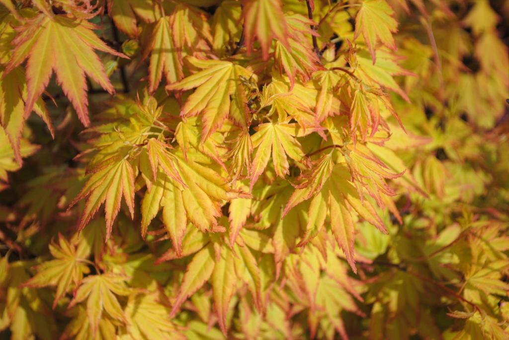 Acer palmatum var. dissectum 'Orange Dream'