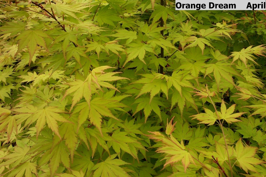 Acer palmatum var. dissectum 'Orange Dream'