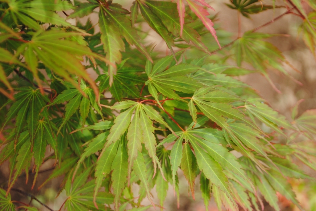 Acer palmatum var. dissectum 'Orange Flame'