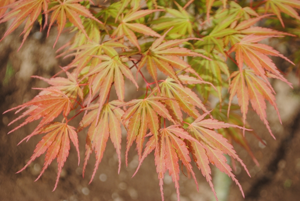 Acer palmatum var. dissectum 'Orange Flame'