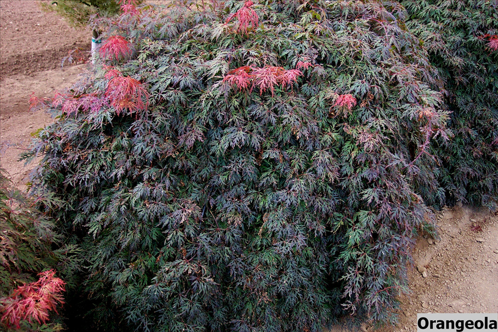 Acer palmatum var. dissectum 'Orangeola'