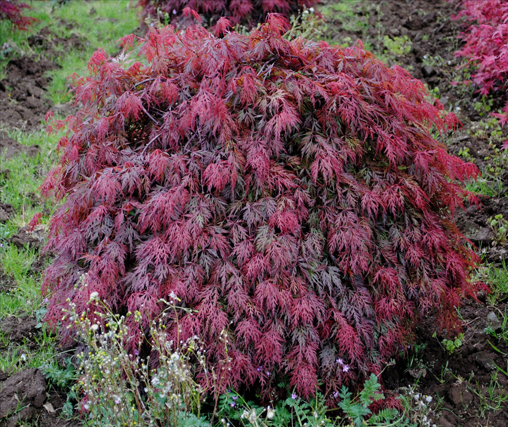 Acer palmatum var. dissectum 'Orangeola'