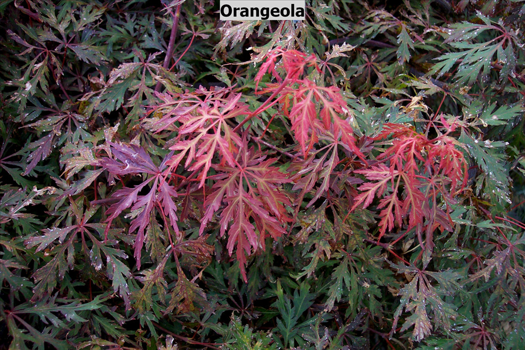 Acer palmatum var. dissectum 'Orangeola'