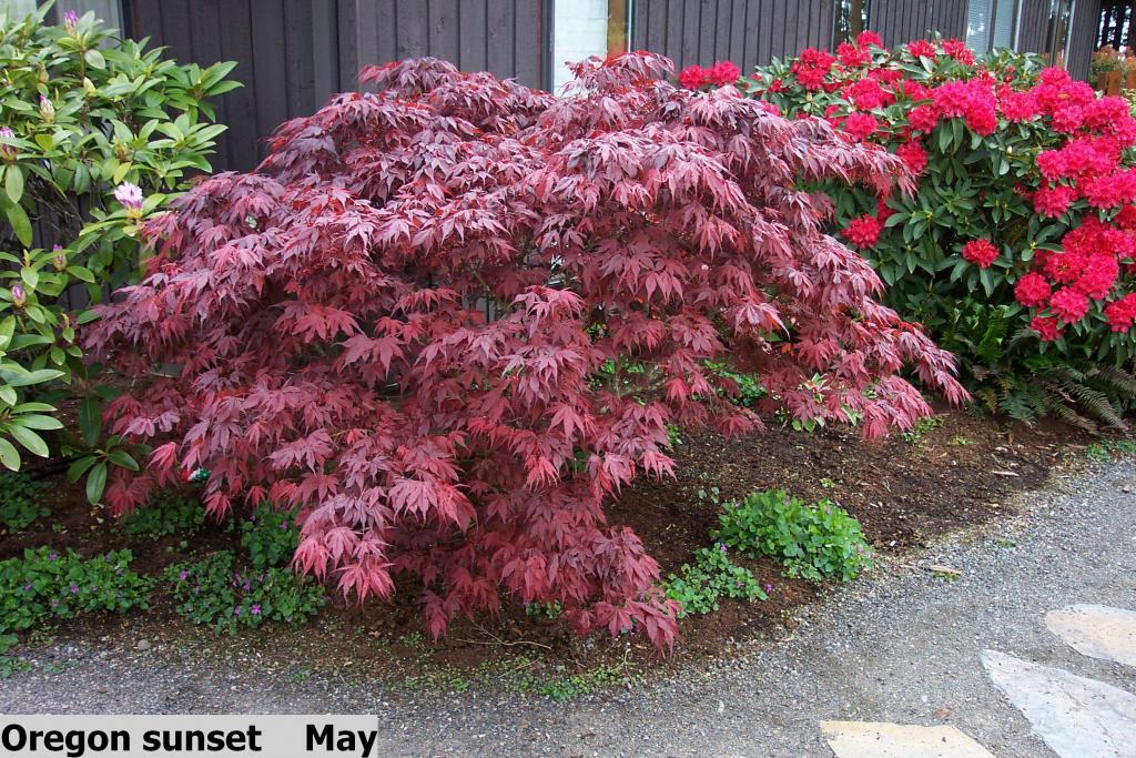 Acer palmatum 'Oregon Sunset'