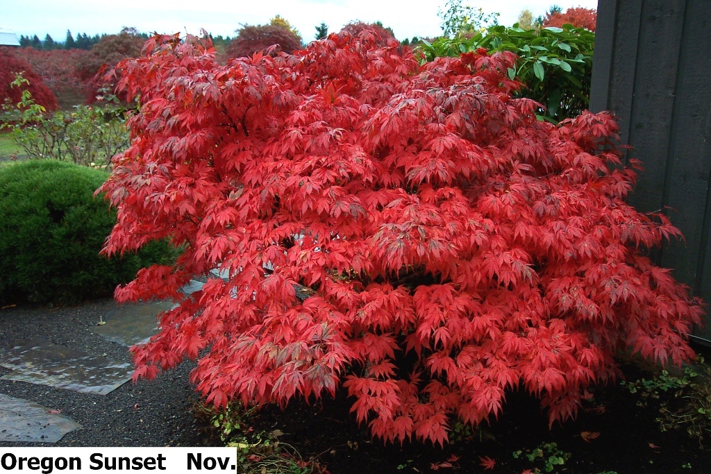 Acer palmatum 'Oregon Sunset'