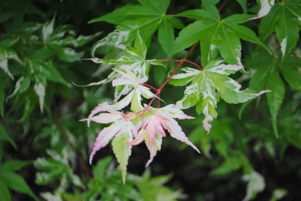 Acer palmatum 'Orido-nishiki'