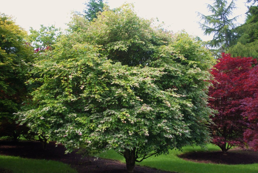 Acer palmatum 'Orido-nishiki'