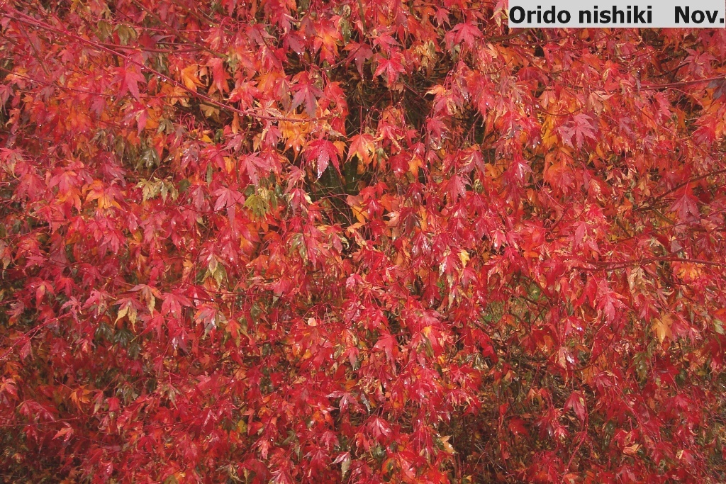 Acer palmatum 'Orido-nishiki'
