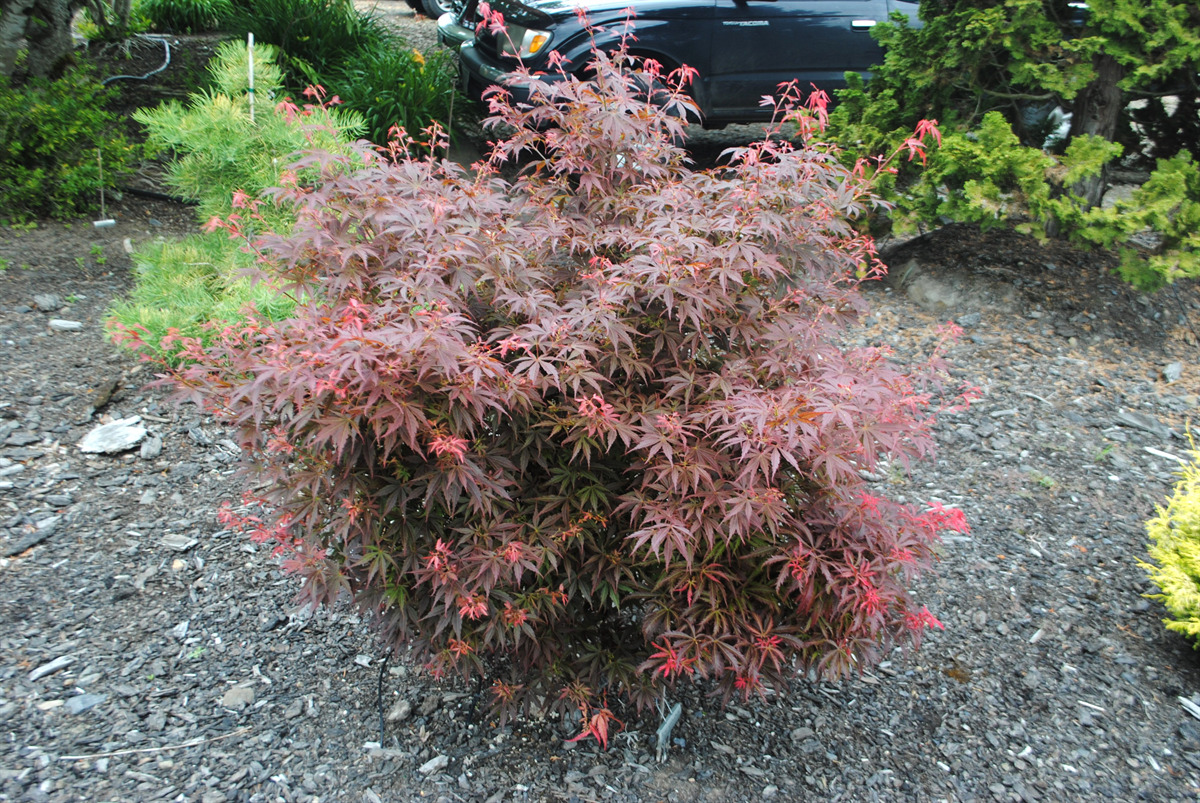 Acer palmatum 'Orion'