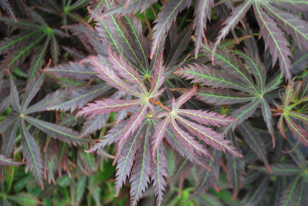 Acer palmatum 'Orion'