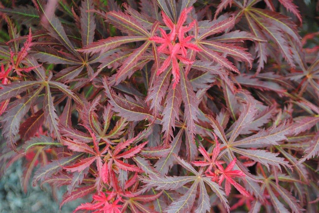 Acer palmatum 'Orion'