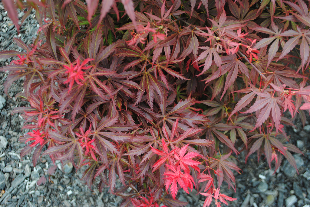 Acer palmatum 'Orion'