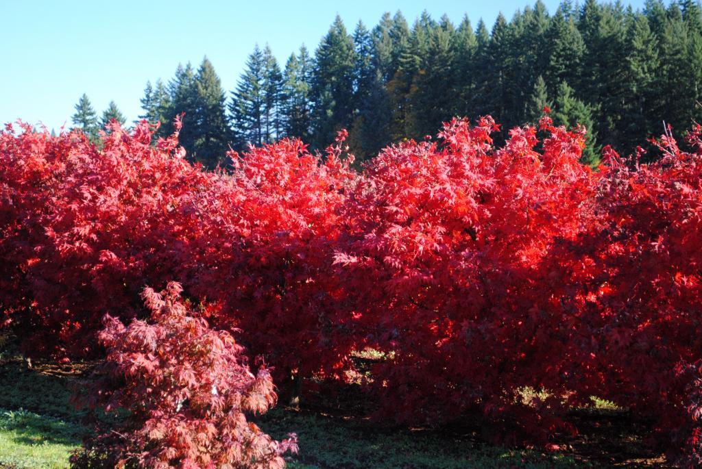 Acer palmatum 'Osakazuki'