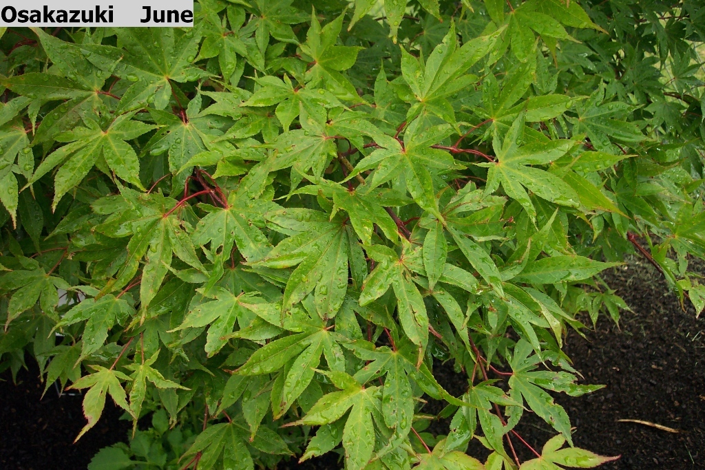Acer palmatum 'Osakazuki'